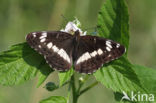 Kleine IJsvogelvlinder (Limenitis camilla)