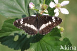 Kleine IJsvogelvlinder (Limenitis camilla)