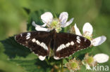 Kleine IJsvogelvlinder (Limenitis camilla)