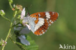 Kleine IJsvogelvlinder (Limenitis camilla)