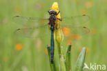 Metaalglanslibel (Somatochlora metallica)