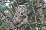 Eurasian Eagle-Owl (Bubo bubo)