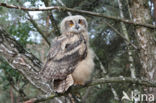 Eurasian Eagle-Owl (Bubo bubo)