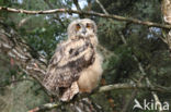 Eurasian Eagle-Owl (Bubo bubo)