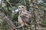 Eurasian Eagle-Owl (Bubo bubo)