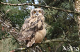 Eurasian Eagle-Owl (Bubo bubo)