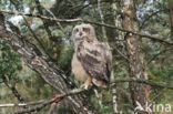 Eurasian Eagle-Owl (Bubo bubo)