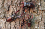 Stag Beetle (Lucanus cervus)