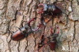 Stag Beetle (Lucanus cervus)