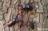 Vliegend hert (Lucanus cervus)