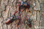 Stag Beetle (Lucanus cervus)