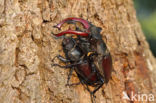 Stag Beetle (Lucanus cervus)