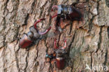 Stag Beetle (Lucanus cervus)