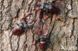 Stag Beetle (Lucanus cervus)