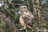 Eurasian Eagle-Owl (Bubo bubo)