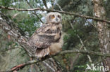 Eurasian Eagle-Owl (Bubo bubo)