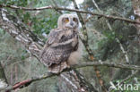 Eurasian Eagle-Owl (Bubo bubo)