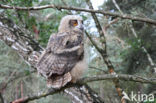 Eurasian Eagle-Owl (Bubo bubo)