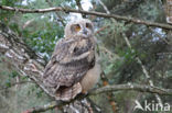 Eurasian Eagle-Owl (Bubo bubo)