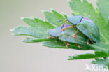 Thistle Tortoise Beetle (Cassida rubiginosa)