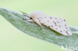 White Ermine (Spilosoma lubricipeda)