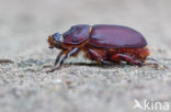 Rhinoceros Beetle (Oryctes nasicornis)