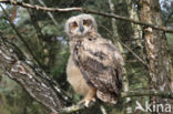 Eurasian Eagle-Owl (Bubo bubo)