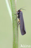 Red-necked Footman (Atolmis rubricollis)