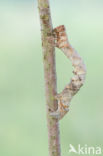 Oak Beauty (Biston strataria)