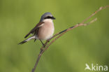 Grauwe Klauwier (Lanius collurio)