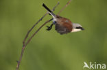 Grauwe Klauwier (Lanius collurio)