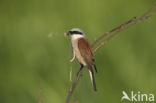Grauwe Klauwier (Lanius collurio)