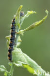 Northern Eggar (Lasiocampa quercus)