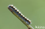 Northern Eggar (Lasiocampa quercus)