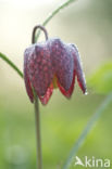 Wilde kievitsbloem (Fritillaria meleagris)