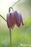 Fritillary