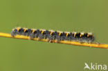 Northern Eggar (Lasiocampa quercus)