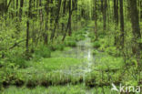 black alder (Alnus glutinosa)