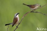 Grauwe Klauwier (Lanius collurio)