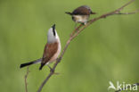 Red-backed Shrike (Lanius collurio)