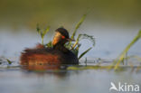 Black-necked Grebe (Podiceps nigricollis)