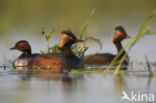 Geoorde Fuut (Podiceps nigricollis)