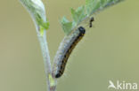 Groot geaderd witje (Aporia crataegi)