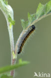 Groot geaderd witje (Aporia crataegi)