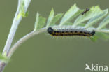 Groot geaderd witje (Aporia crataegi)