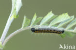 Groot geaderd witje (Aporia crataegi)