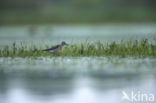 Wood Sandpiper (Tringa glareola)