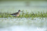 Wood Sandpiper (Tringa glareola)