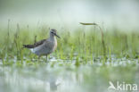 Wood Sandpiper (Tringa glareola)