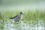 Wood Sandpiper (Tringa glareola)